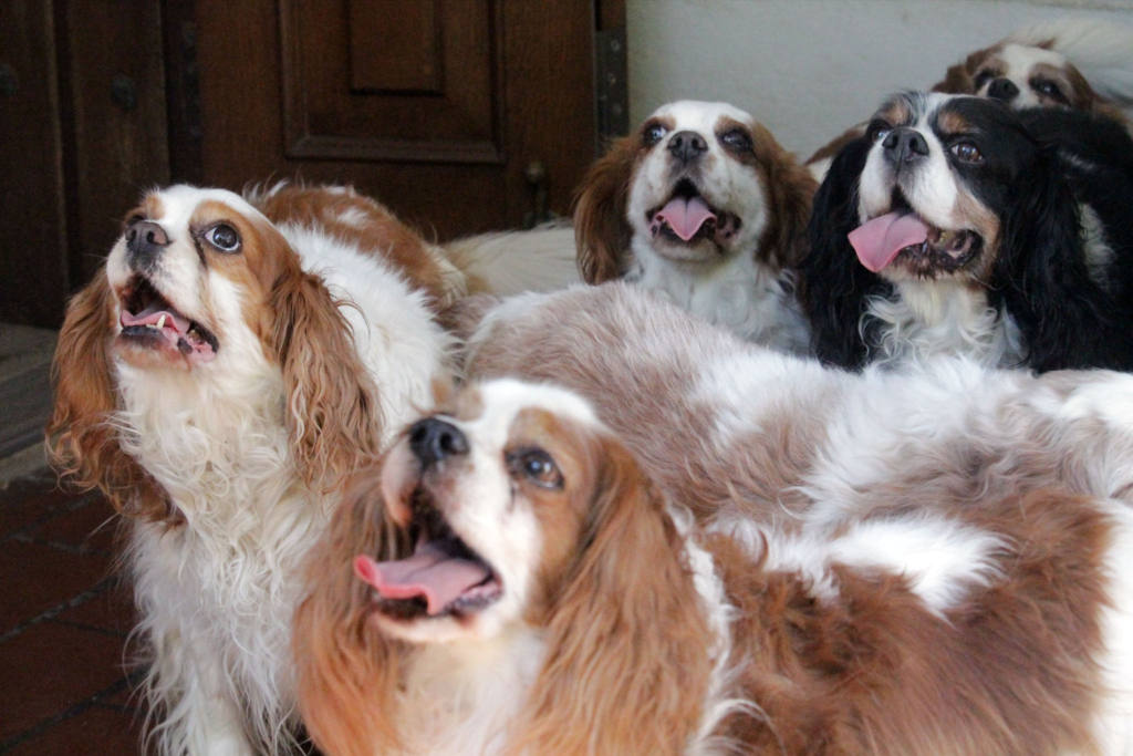 cavalier-king-2