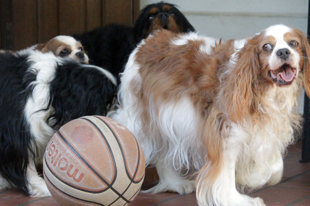 cavalier-king-3