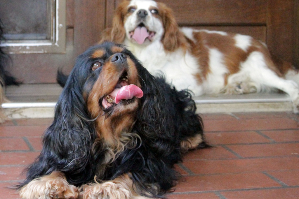 cavalier-king-4
